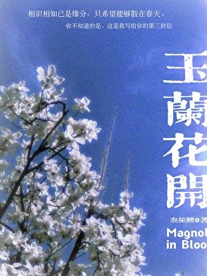 玉兰花开